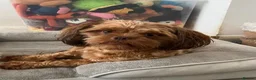 Mixed Breed dogs for sale: Betsy - Advert 3