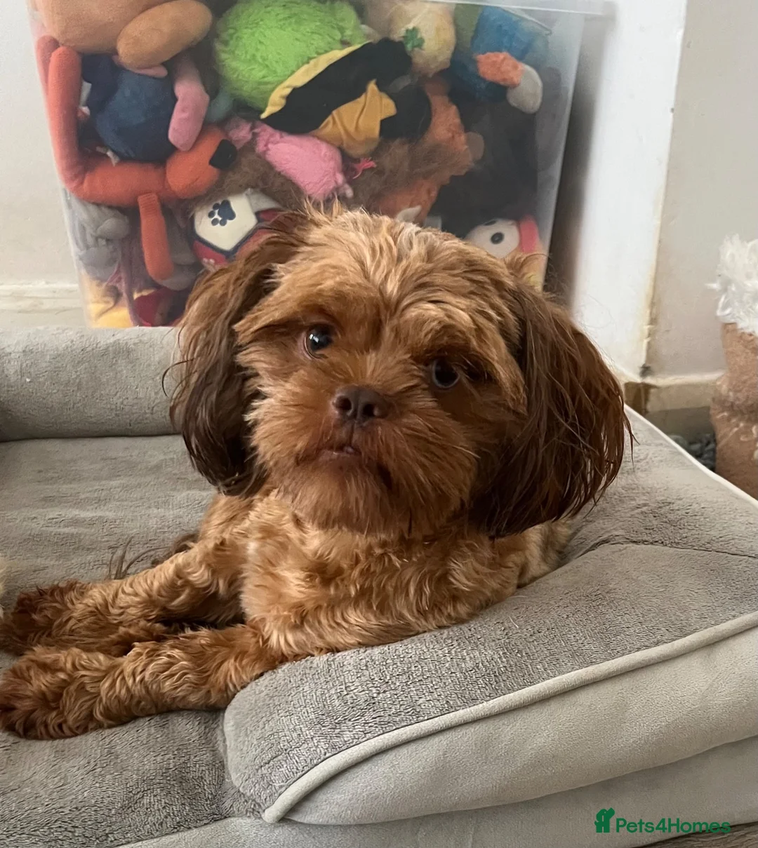 Mixed Breed dogs for sale: Betsy - Advert 3