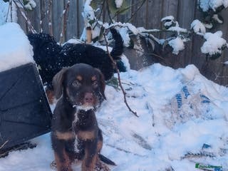 Toy Poodle dogs WESTIEPOOS/TOY POODLE X's SUPER SMOOTH SILKY nSOFT - Advert 12