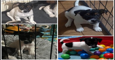 Mixed Breed dogs - Advert 12