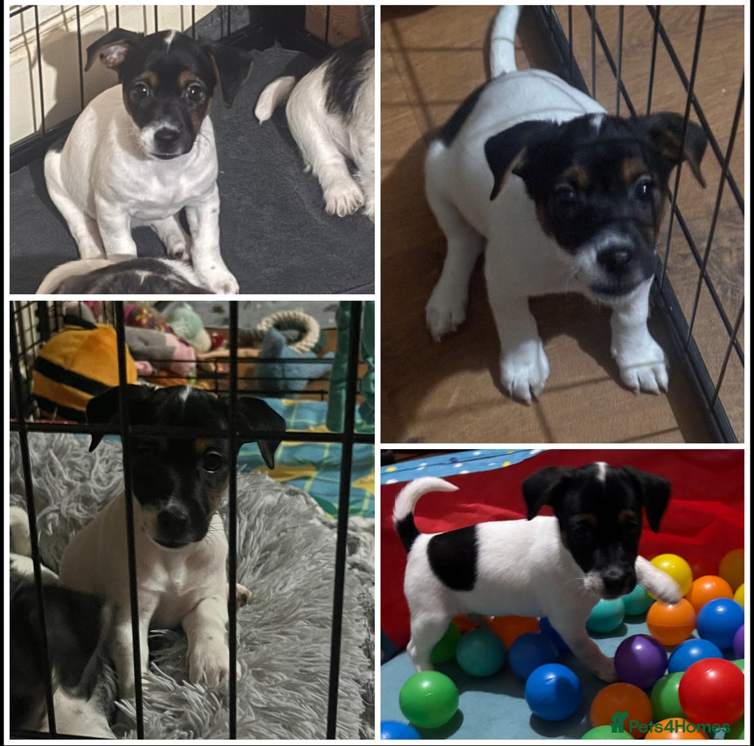 Mixed Breed dogs for sale: 1 Girl Jack Russell x Yorkshire Terrier Puppies - Image 2
