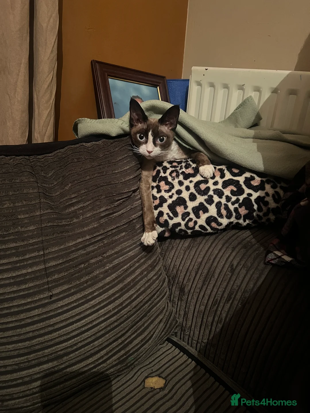 Devon Rex cats for sale: Female  - Advert 5