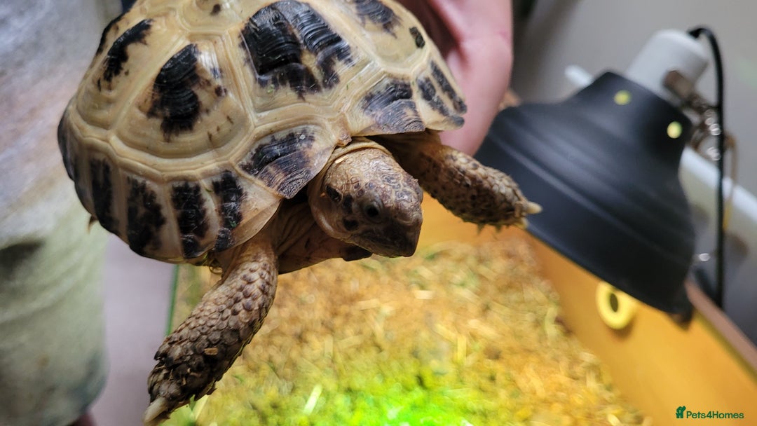 Tortoise reptiles for sale: RESERVED Horsfields Tortoise with Vivexotic Set Up - Image 6