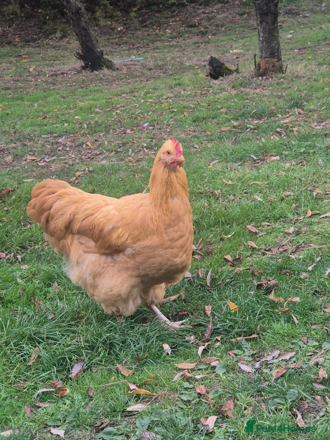 Chickens poultry for sale: Buff Orpington Cockerel - Advert 1