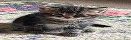Mixed Breed cats for sale: Beautiful tabby kittens - Advert 8