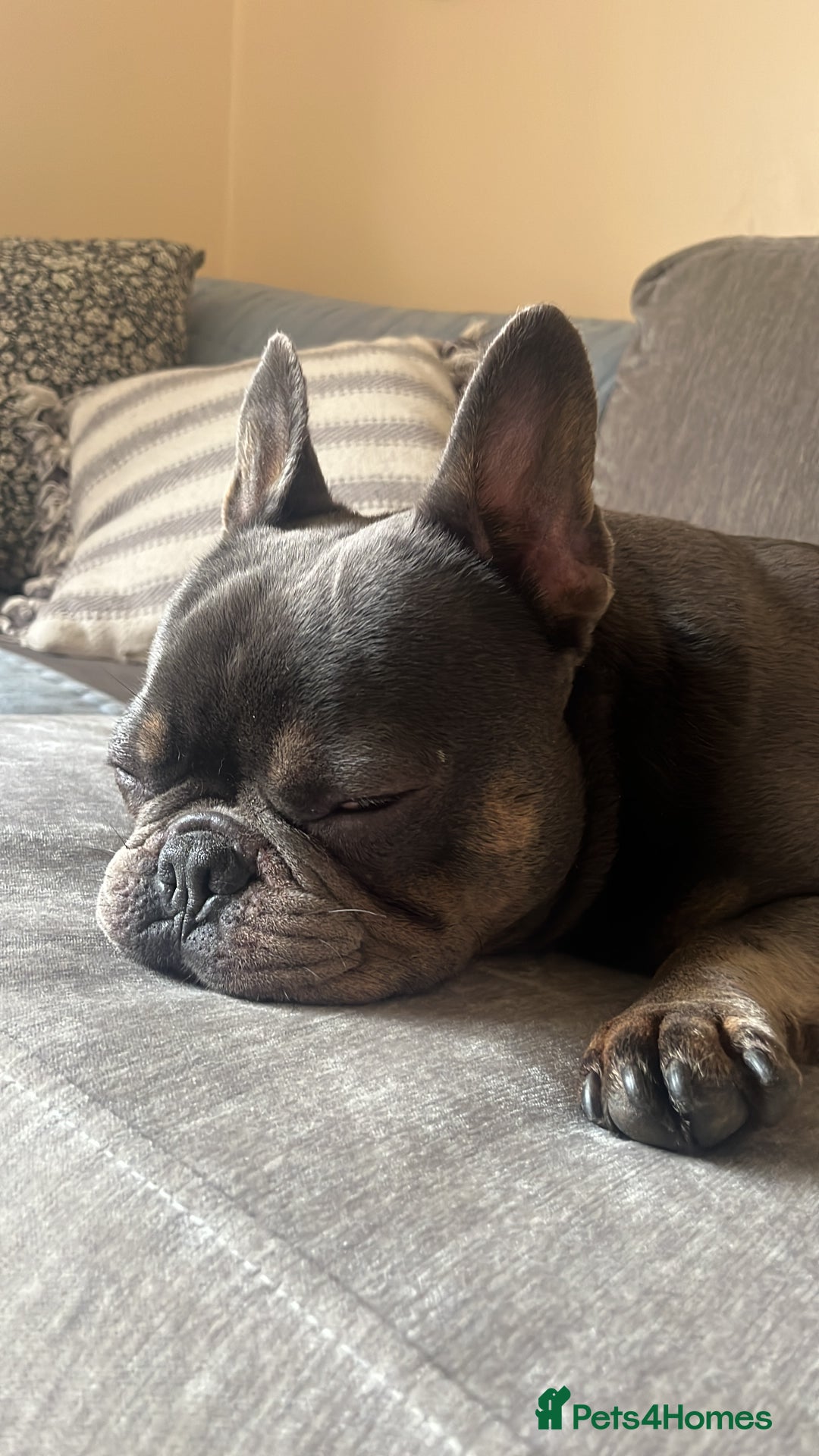 French Bulldog dogs for sale: 🐶🐾 Stanley 🐾🐶 the best companion  - Image 1