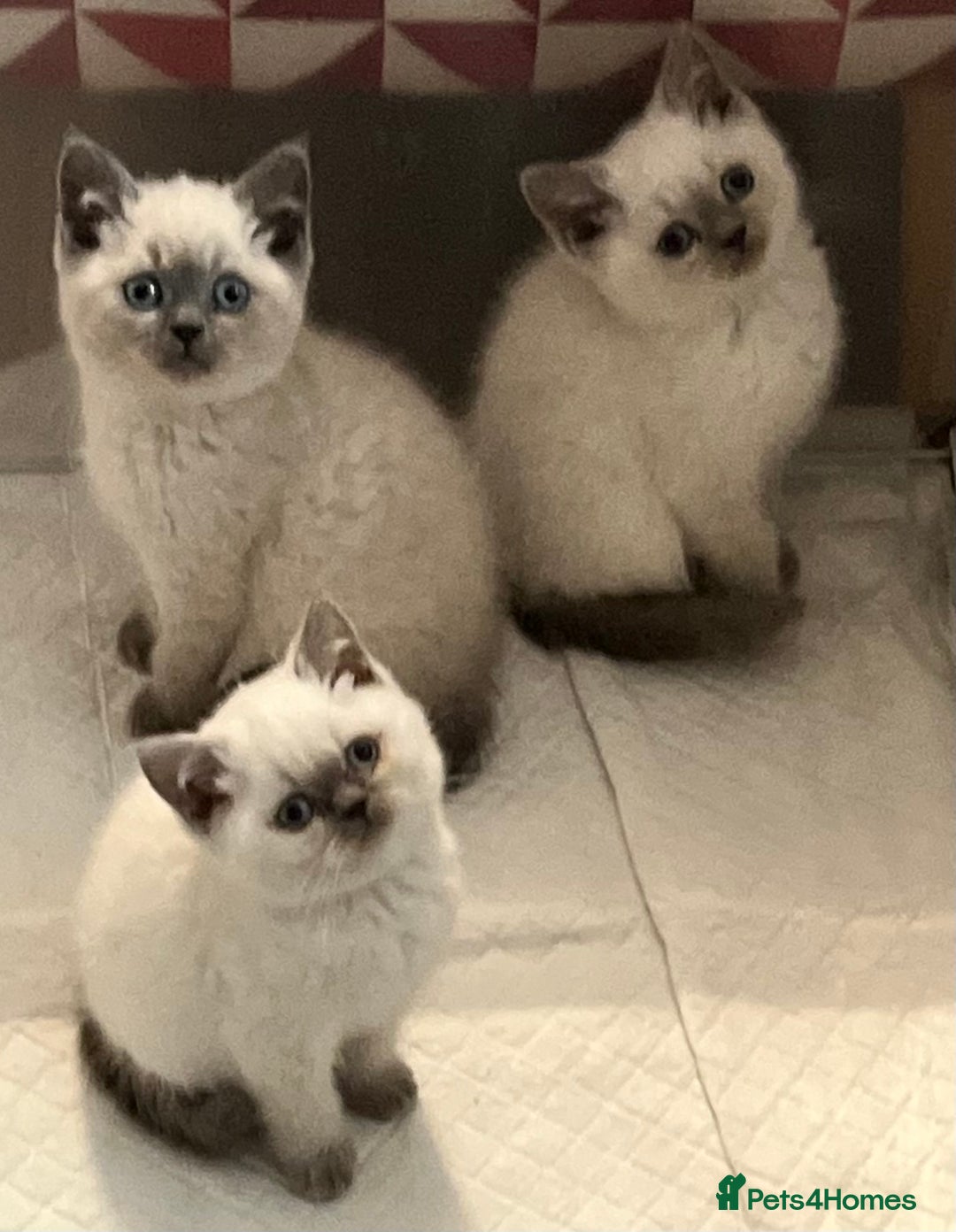 British Shorthair cats for sale: Stunning British Shorthaired Kittens  - Advert 5