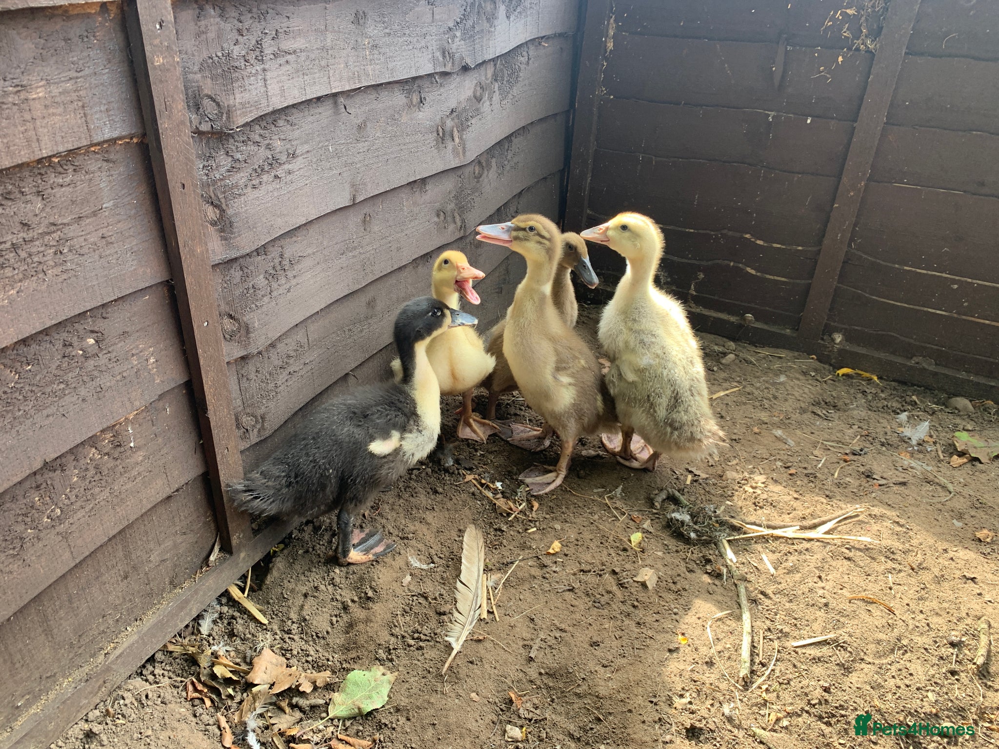 Ducks poultry for sale: Ducks for sale - 5 Ducks - Advert 3