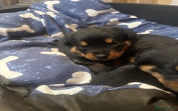 Rottweiler dogs for sale: Kc reg Rottweiler puppies. Ready 17 dec - Image 4