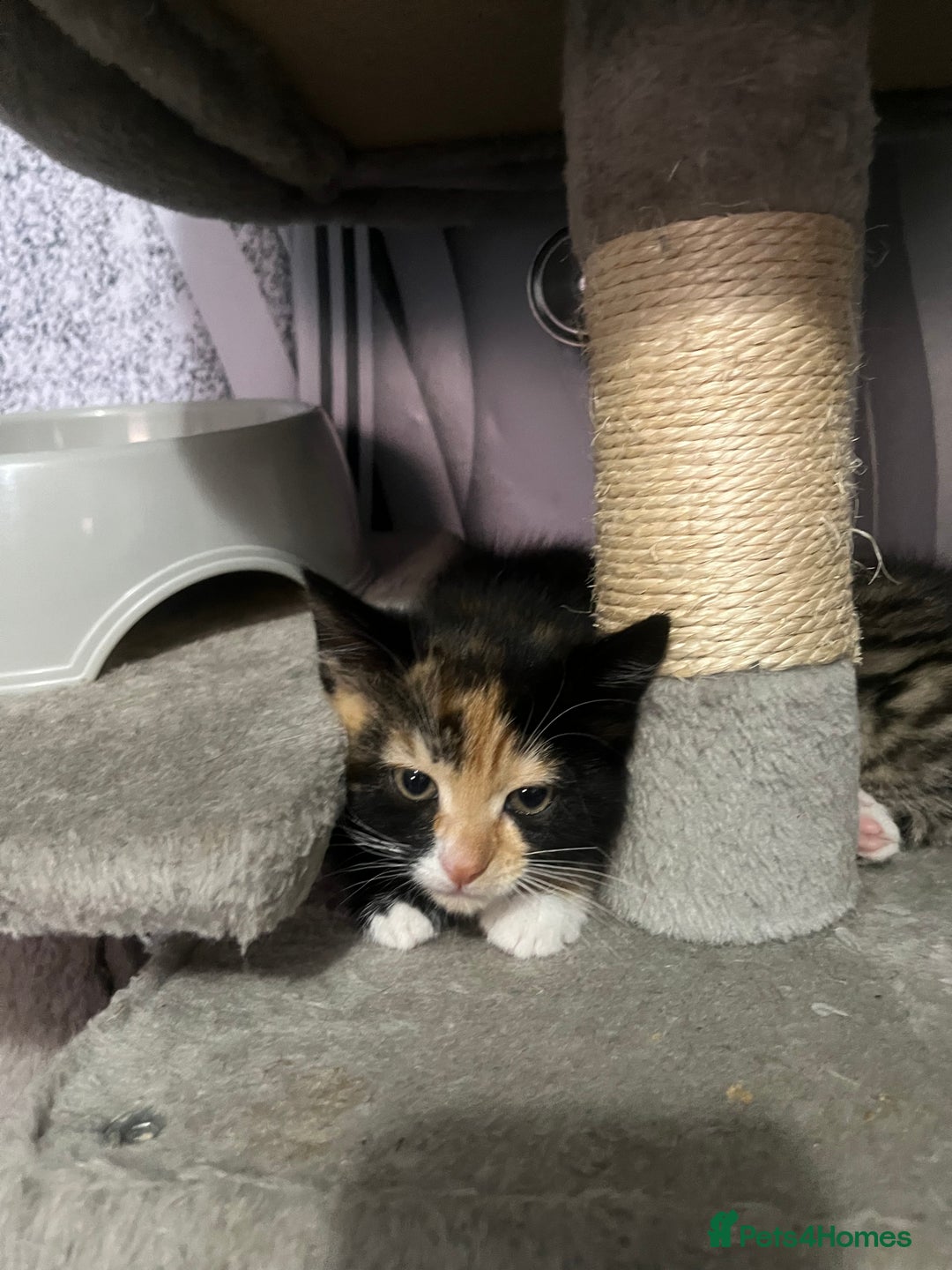 Mixed Breed cats for sale: Kittens for sale  - Image 2