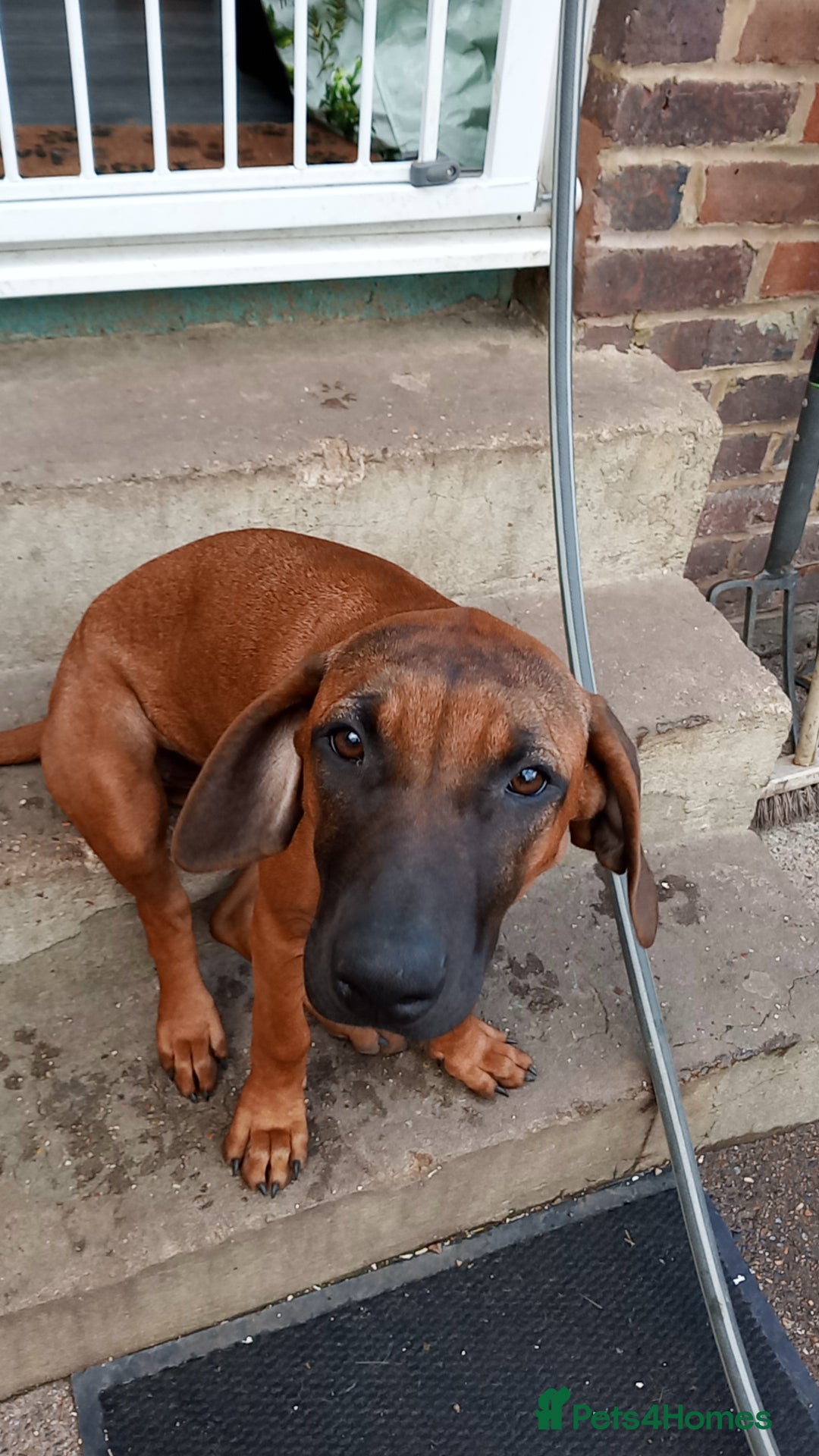 Rhodesian Ridgeback dogs for sale: Ridgeless Rhodesian Ridgeback Puppies For Sale - Image 6