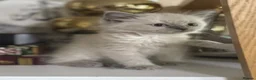 Mixed Breed cats for sale: British Longhair + Turkish Van Female Kitten - Advert 3