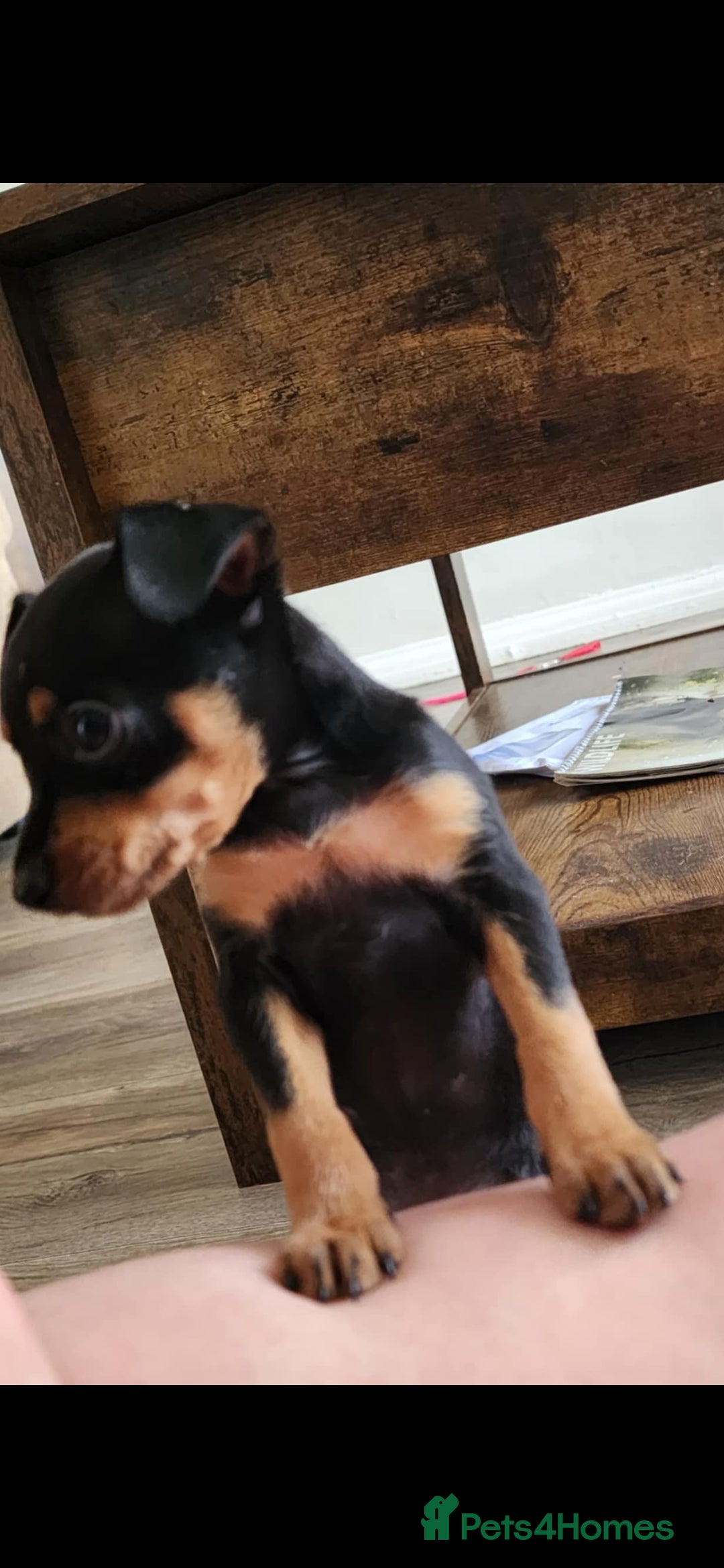 Miniature Pinscher dogs for sale: Miniture Pinscher/Prague Ratter  - Image 7