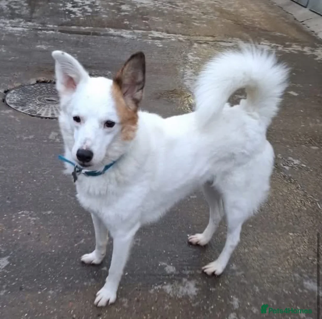 Mixed Breed dogs for sale: Princess and Smokey - Advert 3