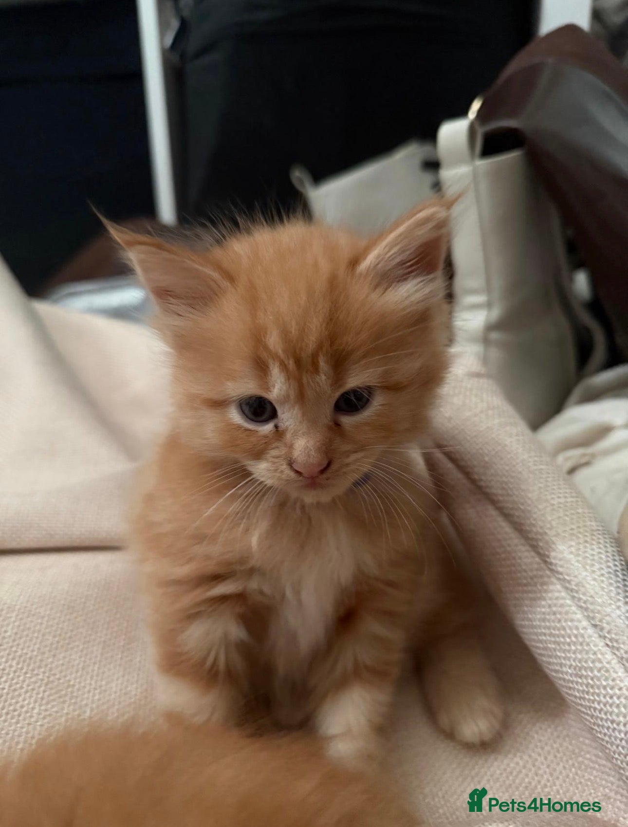 Maine Coon cats Maincoon kittens  - Advert 10