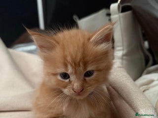 Maine Coon cats Maincoon kittens - Advert 1