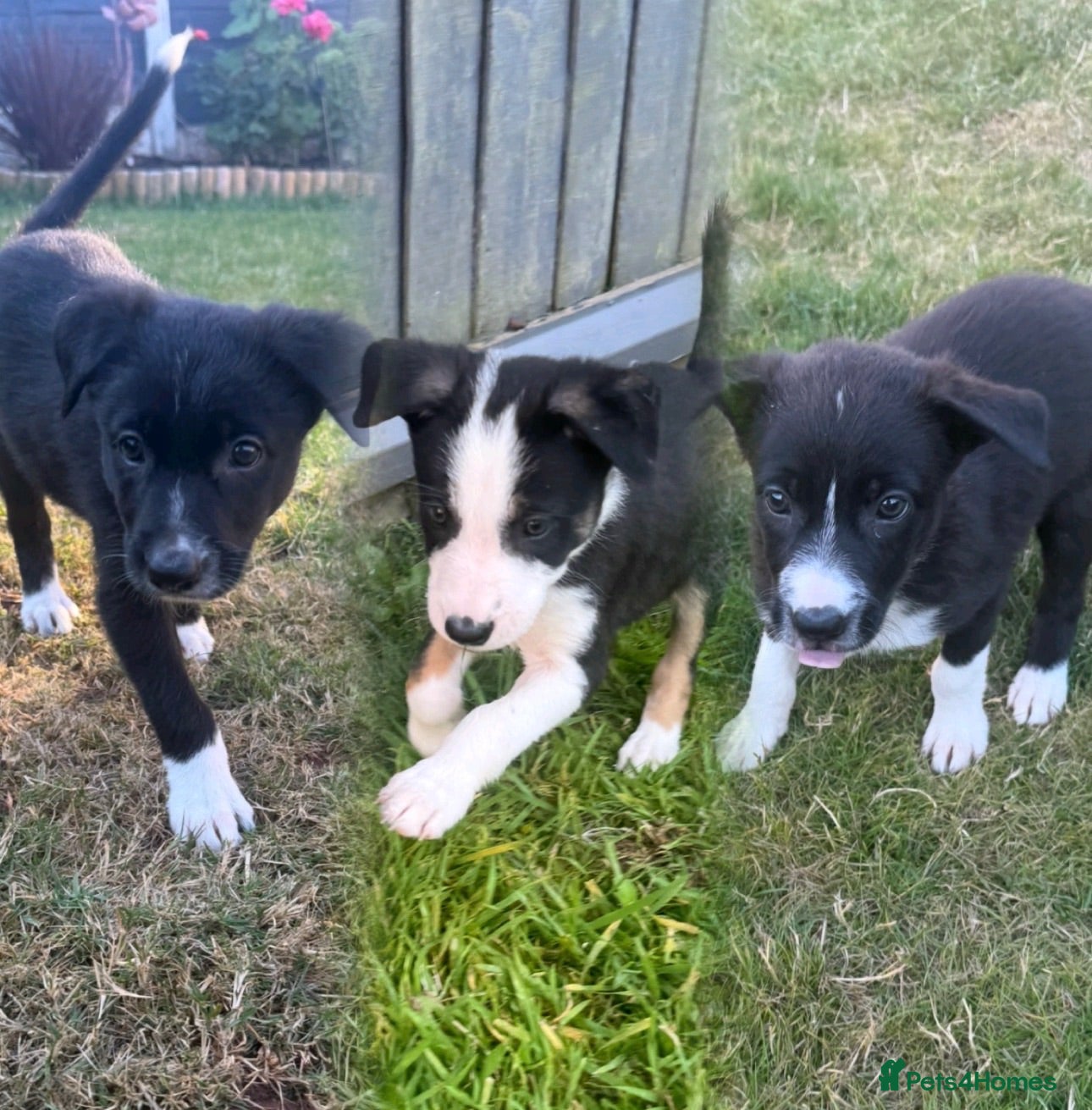 Border Collie dogs 🎀Girlies ready to leave 13th August🐾 - Advert 10