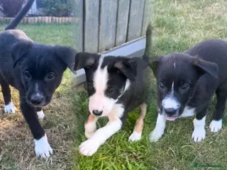 Border Collie dogs 🎀Girlies ready to leave 13th August🐾 - Advert 10
