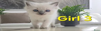 Ragdoll Kitten Girl 3
