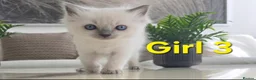 Ragdoll cats for sale: 🤍Pure Ragdoll Blue Point & Lynx Kittens Ready Now - Advert 5