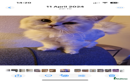 Persian cats for sale: For sale 2 gorgeous adult male Persians - Image 2