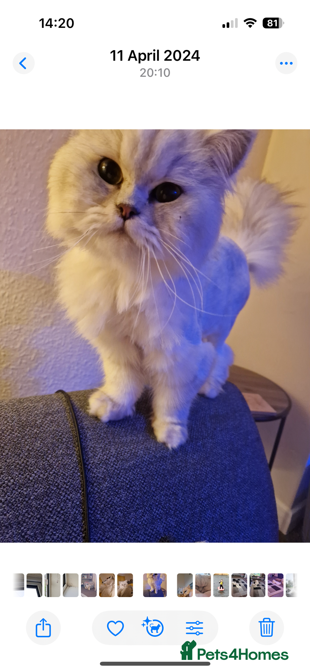 Persian cats for sale: For sale 2 gorgeous adult male Persians - Image 2