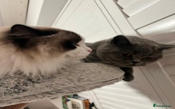 Ragdoll cats for sale: Two Show-Quality Cats Seeking Loving Homes - Image 3
