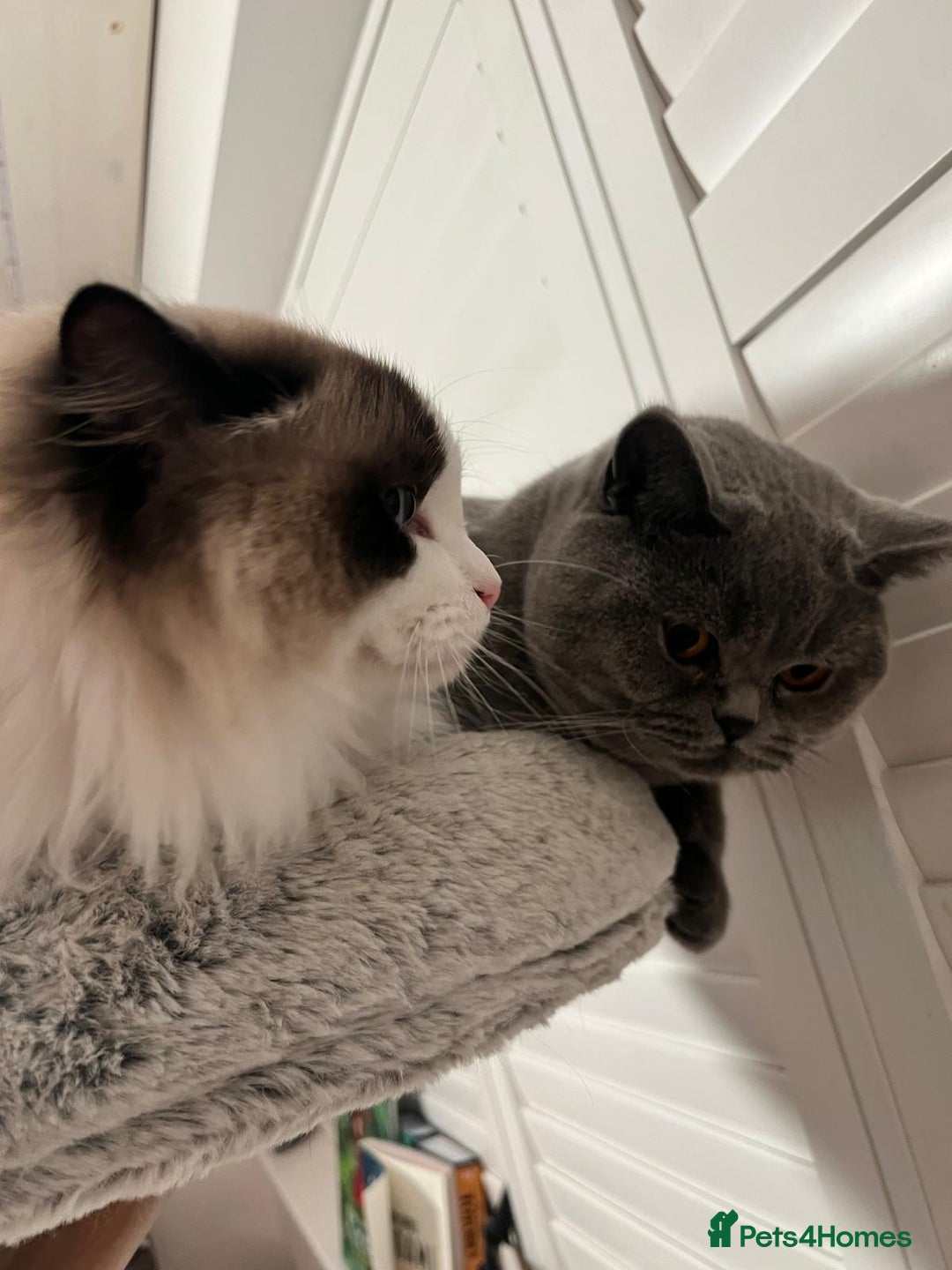 Ragdoll cats for sale: Two Show-Quality Cats Seeking Loving Homes - Image 3
