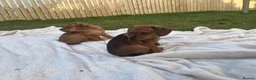 Miniature Dachshund dogs for sale: Mini dashhounds  in Bathgate - Advert 12