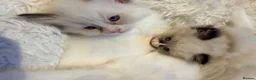 Ragdoll cats for sale: GCCF Ragdoll Kittens Championlines  - Advert 15
