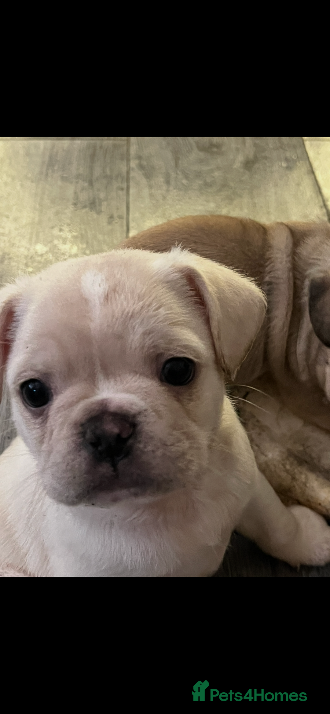 Frug dogs for sale: Pug puppies  - Advert 11