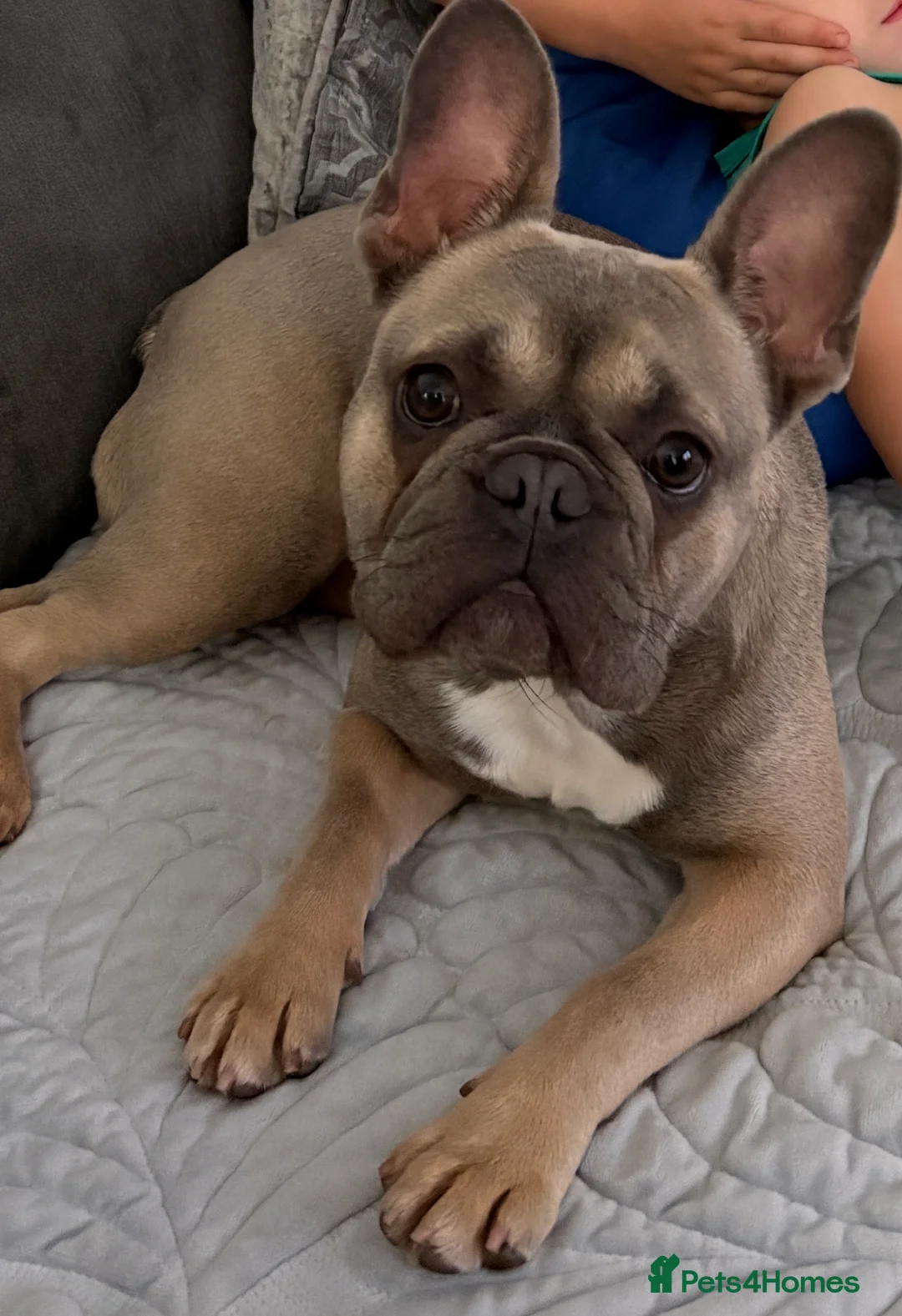 French Bulldog dogs for sale: Beautiful 7Month-Old Blue Fawn French Bulldog Girl - Advert 4