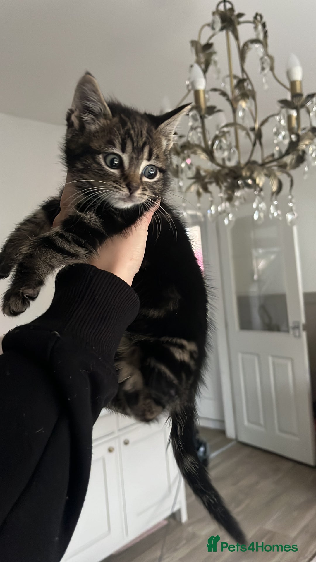 Mixed Breed cats for sale: Tabby female kitten  - Advert 2