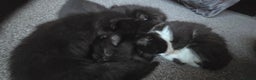 British Longhair cats for sale: Three beautiful kittens left  - Advert 12