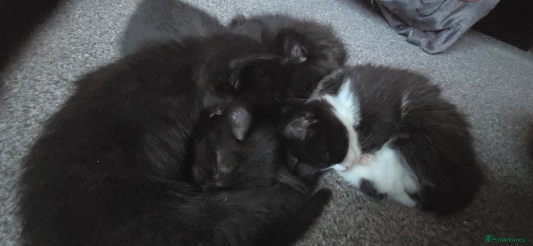 British Longhair cats for sale: Three beautiful kittens left  - Advert 12