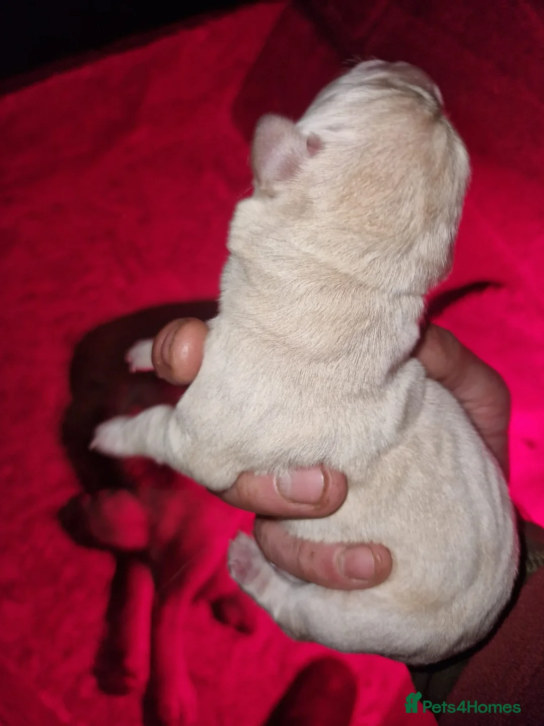 Labrador Retriever dogs for stud: Fox red Labrador ,stud duties (PROVEN) in Hengoed - Advert 12