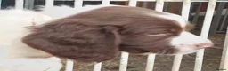 English Springer Spaniel dogs for sale: 3 Springer Boys available  - Advert 14