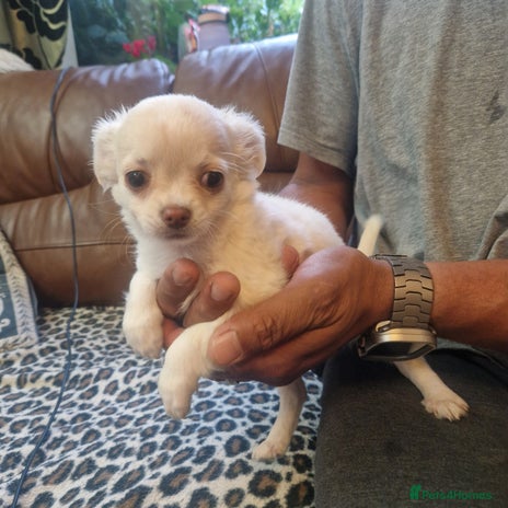 Chihuahua dogs - Advert 7