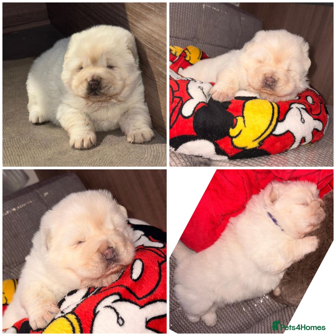Chow Chow dogs for sale: Merle Full Pedigree Chow Chow Puppies  - Advert 6
