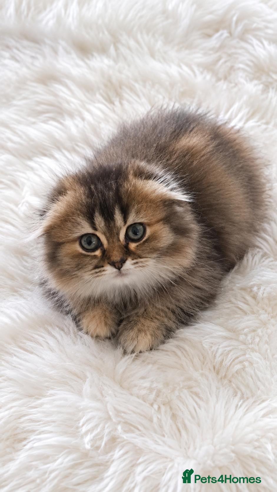 Scottish Fold cats Beautiful scottish kittens  - Advert 2