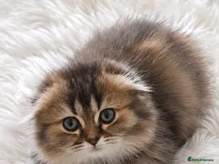 Scottish Fold cats Beautiful scottish kittens - Advert 2