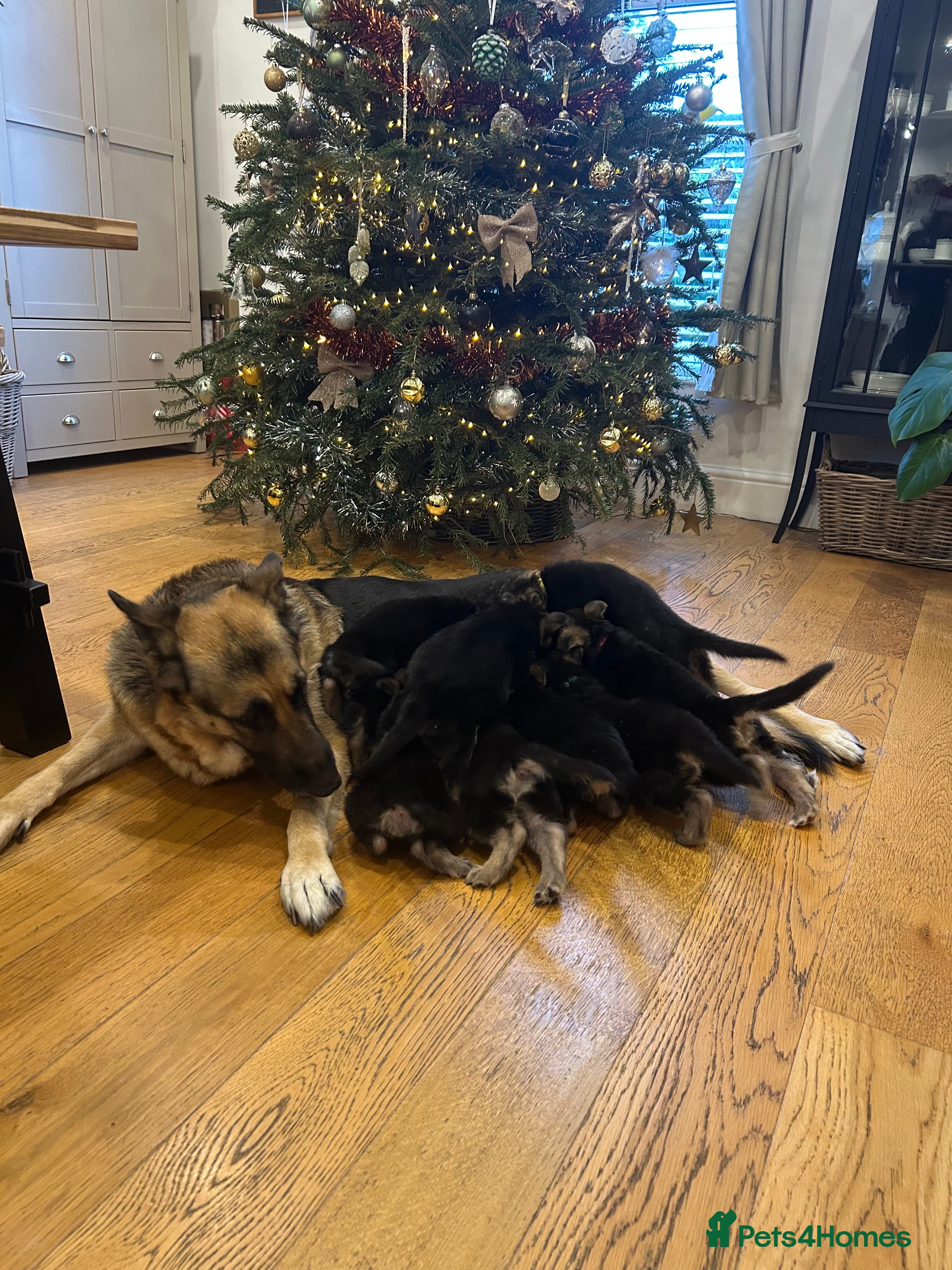 German Shepherd dogs Stunning German Shepherd Puppies - Advert 1