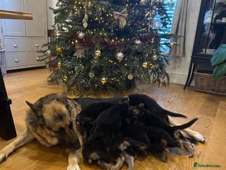 German Shepherd dogs Stunning German Shepherd Puppies - Advert 5