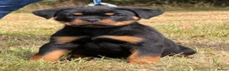 Rottweiler dogs for sale: 🤩 Elite Level XXL Rottweiler puppies 🤩 - Advert 11