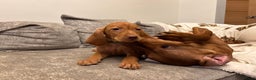 Hungarian Vizsla dogs for sale: Ready to leave KC Registered Vizsla Puppy  - Advert 4