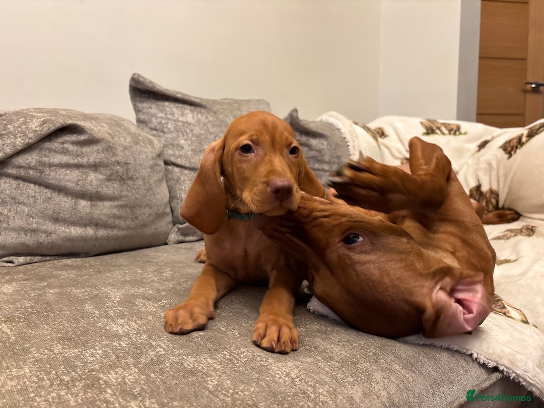 Hungarian Vizsla dogs for sale: Ready to leave KC Registered Vizsla Puppy  - Advert 4