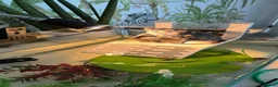 Turtle reptiles for sale: Turtles Looking for a New Home 🏡 - Advert 2