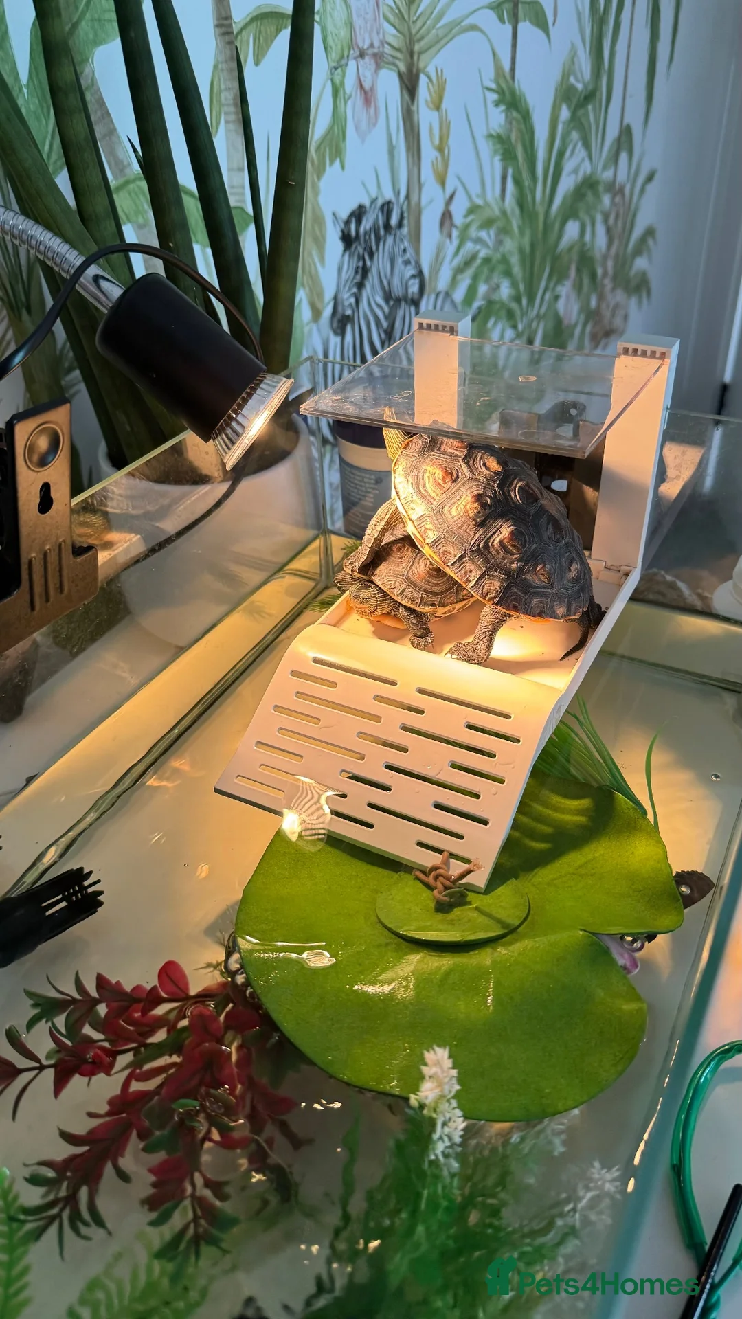 Turtle reptiles for sale: Turtles Looking for a New Home 🏡 - Advert 2