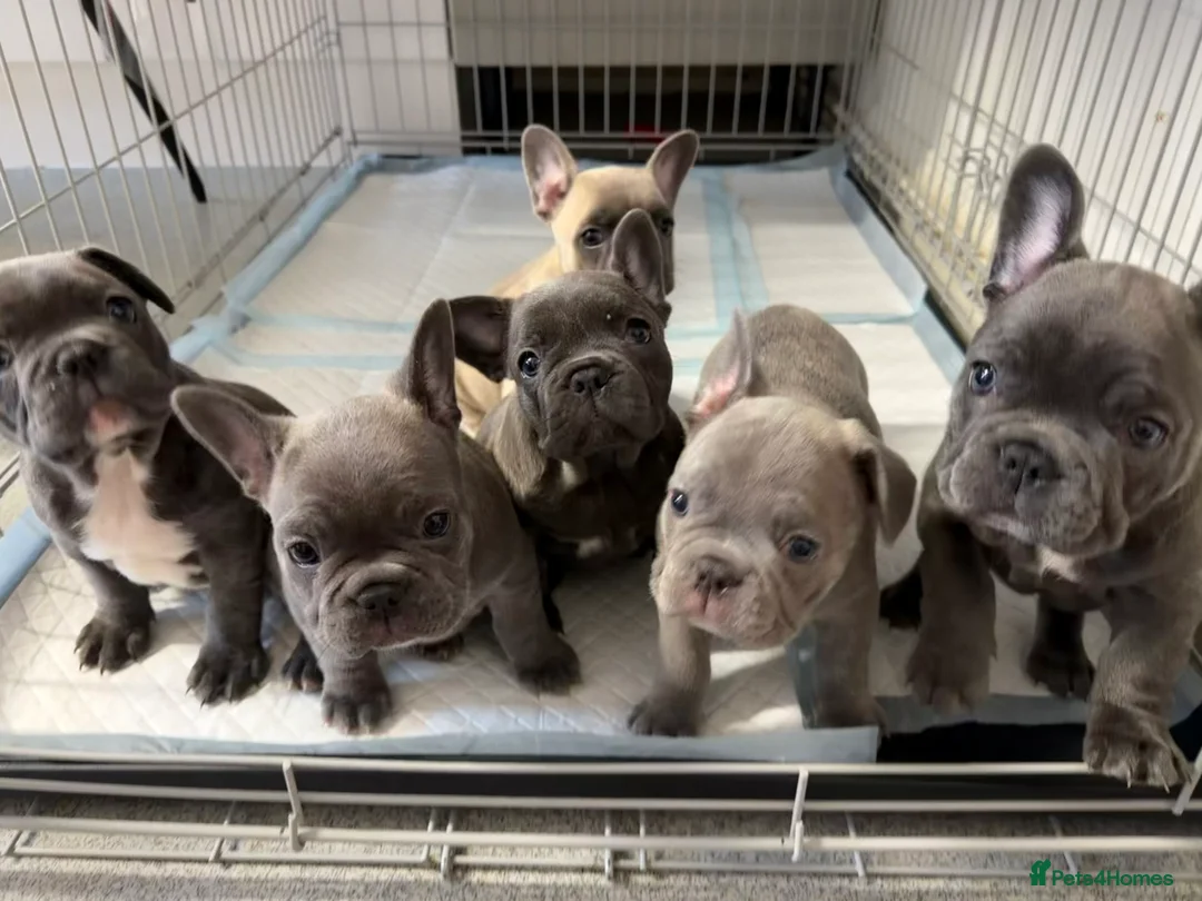 French Bulldog dogs for sale: FrenchBulldog Puppies  - Advert 18