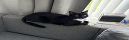 Mixed Breed cats for sale: Loving Homes Needed for Our Much-Loved Cats  in Pwllheli - Advert 2